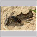 Episyron rufipes - Wegwespe w43e beim Nesteintrag - Sandgrube Niedringhaussee.jpg